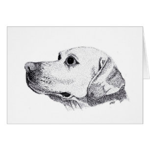 Labrador