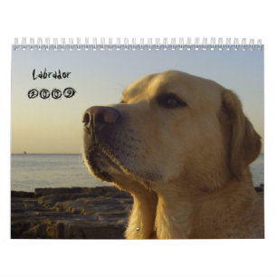 Labrador 2009 calendar