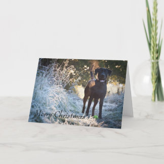Labrador - Black Holiday Card