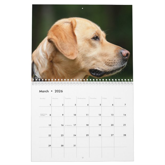 Labrador Calender Calendar (Mar 2026)