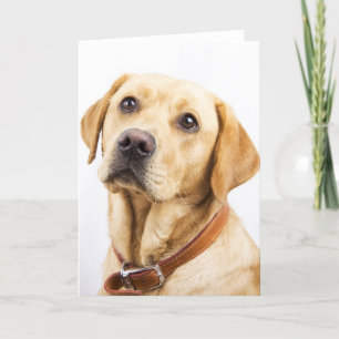 Labrador Card