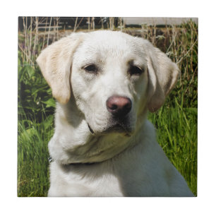 LABRADOR DOG CERAMIC TILE