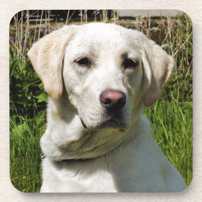 LABRADOR DOG COASTER (Front)