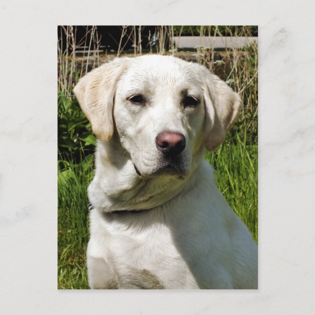 LABRADOR DOG POSTCARD (Front)