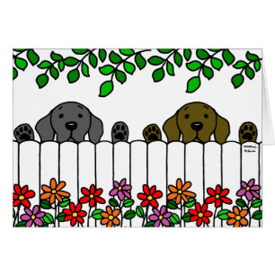 Labrador Duo Watching You