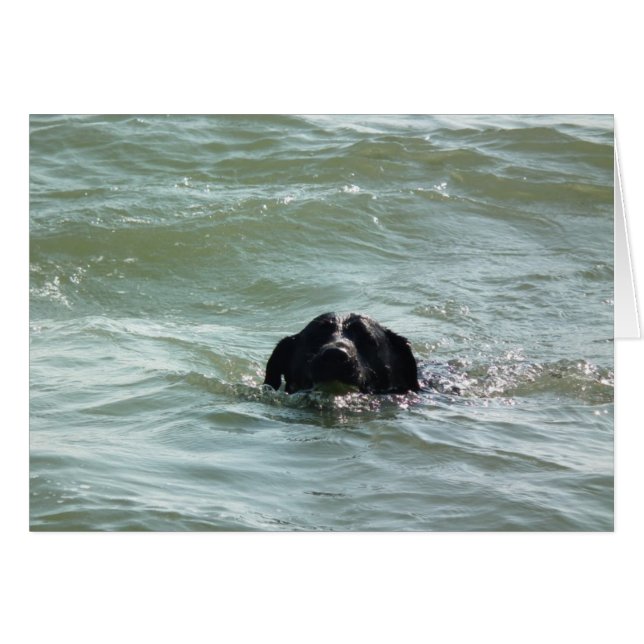 Labrador in the Swim (Front Horizontal)