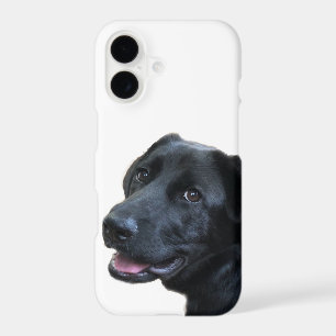 Labrador Love