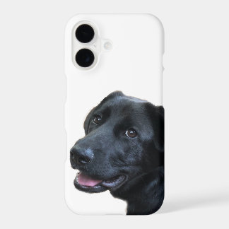 Labrador Love