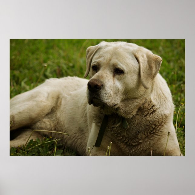 Labrador Photo Poster (Front)