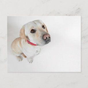 labrador postcard