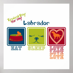 Labrador Poster