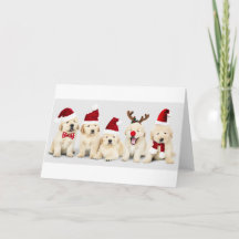 Labrador Puppies - Christmas Card