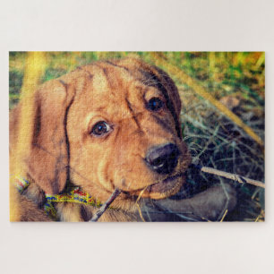 Labrador Puppy Jigsaw Puzzle