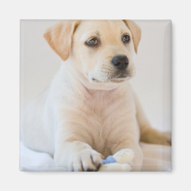 Labrador Puppy Magnet (Front)