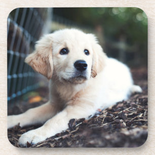 Labrador Puppy Playing In The Garden Coaster
