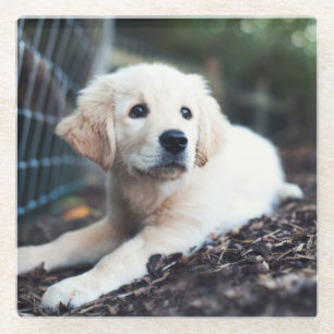Labrador Puppy Playing In The Garden Glass Coaster