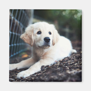 Labrador Puppy Playing In The Garden Magnet