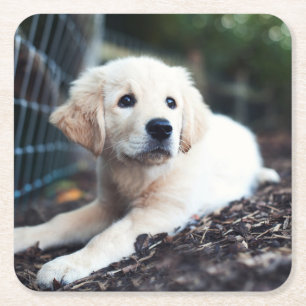 Labrador Puppy Playing In The Garden Square Paper Coaster