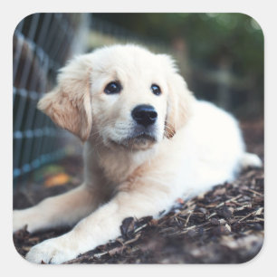 Labrador Puppy Playing In The Garden Square Sticker