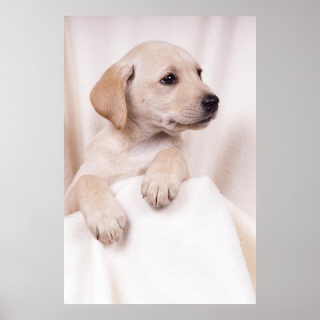Labrador Puppy Poster (Front)