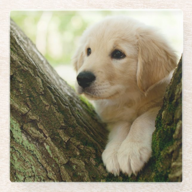 Labrador Puppy Sitting In A Woodland Setting Glass Coaster (Front)