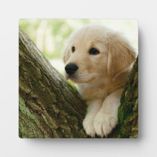 Labrador Puppy Sitting In A Woodland Setting Plaque