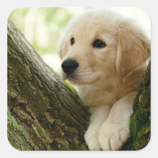 Labrador Puppy Sitting In A Woodland Setting Square Sticker (Front)