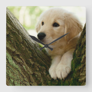 Labrador Puppy Sitting In A Woodland Setting Square Wall Clock