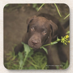 Labrador puppy sitting in grass coaster