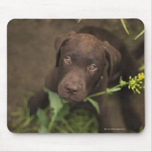 Labrador puppy sitting in grass mouse pad