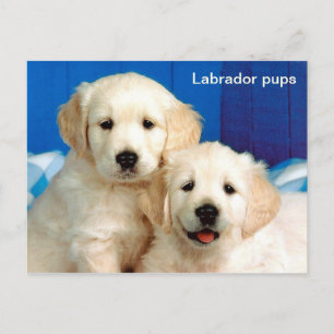 Labrador pups animal postcard