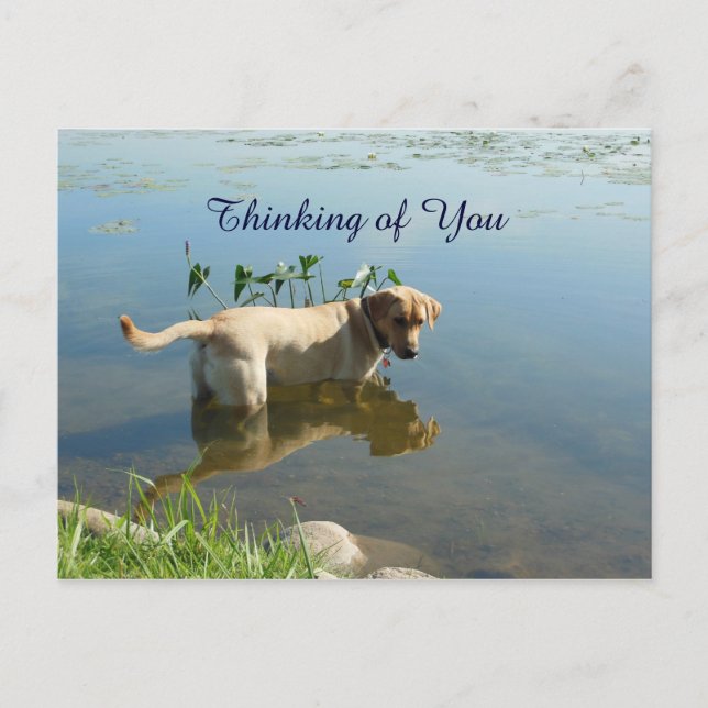 Labrador Reflection Thinking of You Postcard (Front)