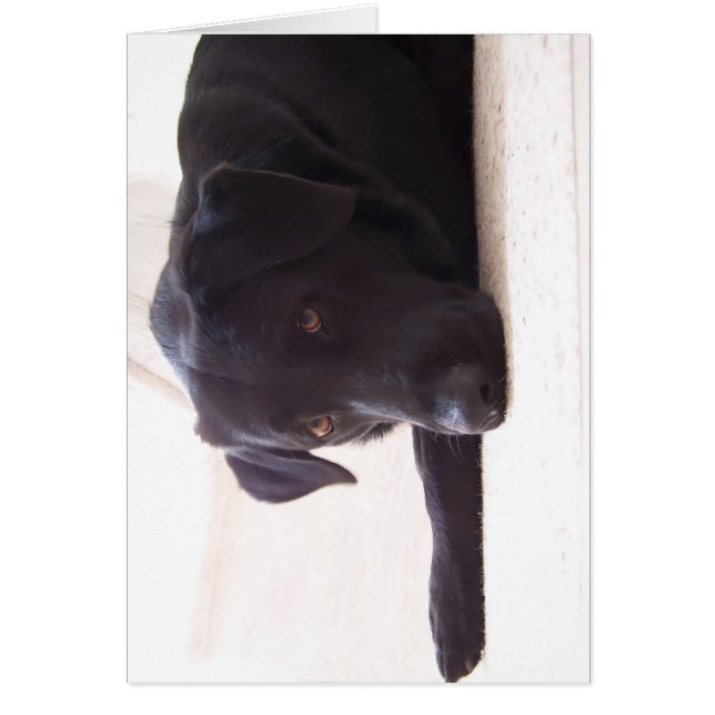 labrador retriever (Front)