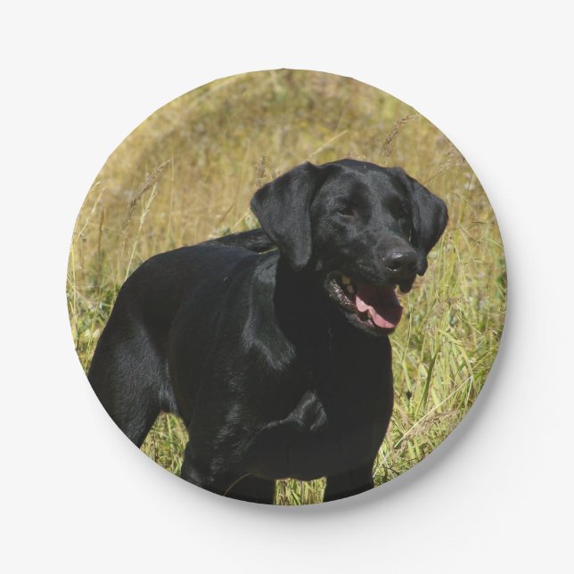 labrador-retriever-25.jpg paper plate (Front)