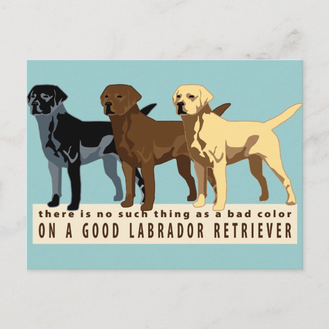 Labrador Retriever 3 colours Postcard (Front)