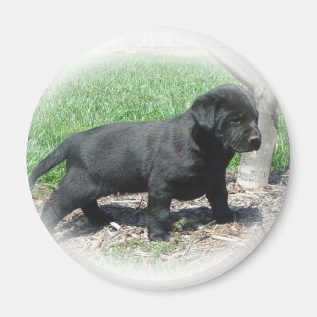 Labrador Retriever Apparel And Items Magnet (Front)