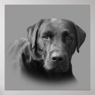 Labrador Retriever Awesome Print