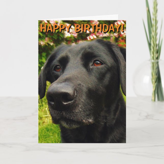Labrador Retriever birthday card (Front)