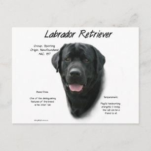 Labrador Retriever (blk) History Design Postcard