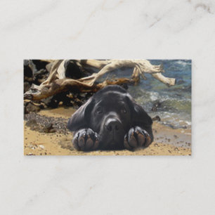 Labrador Retriever Breeder Business Card