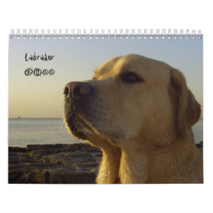 Labrador Retriever calendar  2011