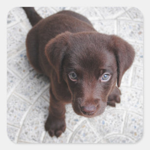 Labrador Retriever Chocolate Lab Puppy Square Sticker