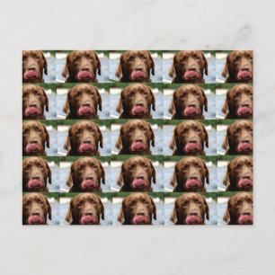 Labrador Retriever Chocolate Tiles BG Postcard