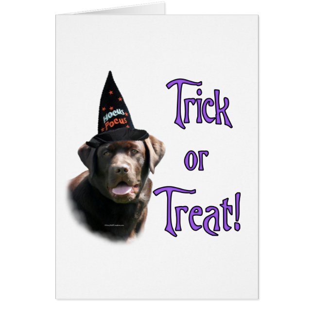 Labrador Retriever (chocolate)Trick (Front)