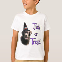 Labrador Retriever (chocolate) Trick