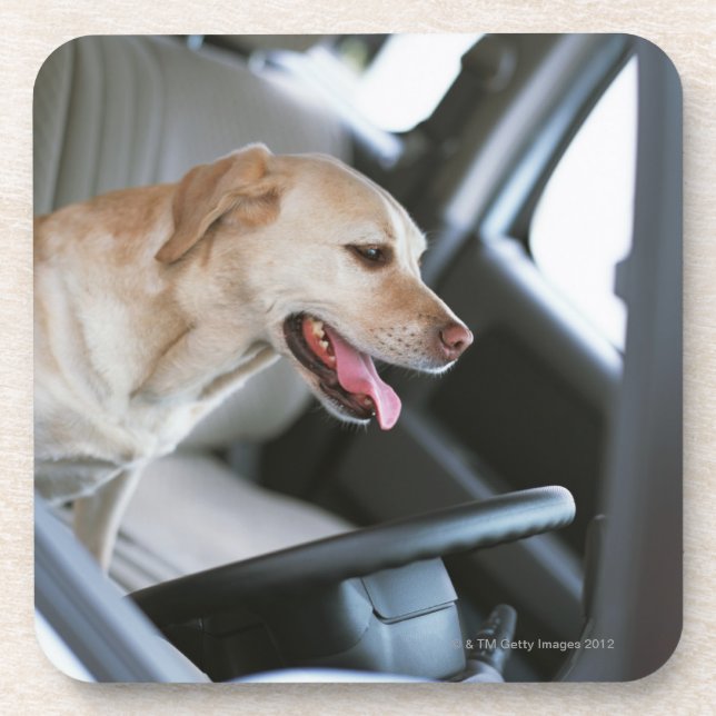 Labrador retriever coaster (Front)