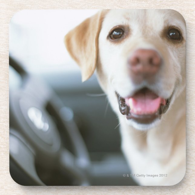 Labrador Retriever Coaster (Front)