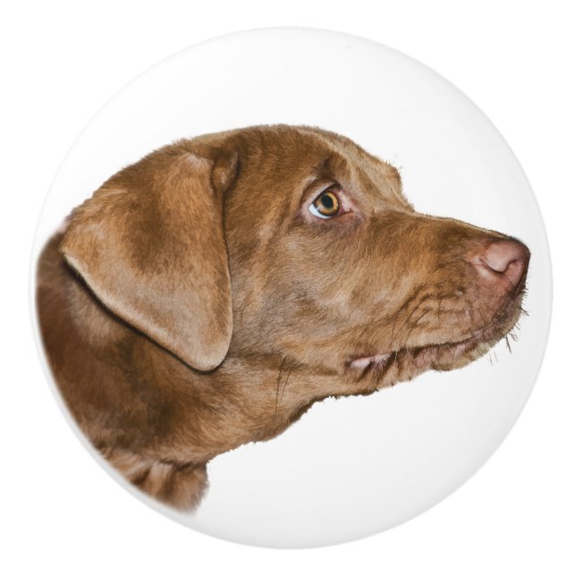 Labrador Retriever Dog,  Customisable Ceramic Knob (Front)