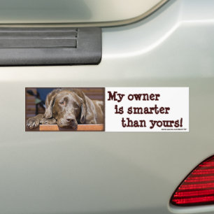 Labrador Retriever Dog Photograph Funny  Bumper Sticker