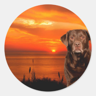 Labrador Retriever Dog Sitting beside Sunset Classic Round Sticker